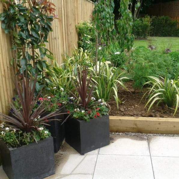 Architectural Plants Architectural Plants UK